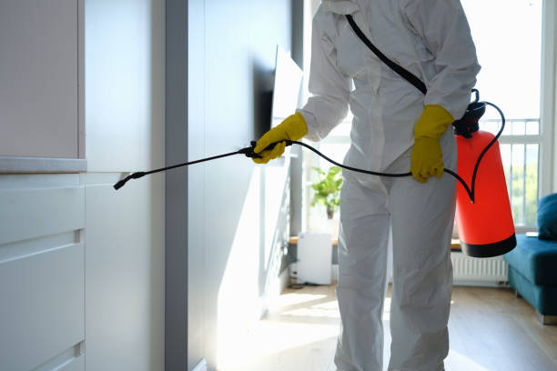 Best Basement Mold Removal  in Litchfield, MN