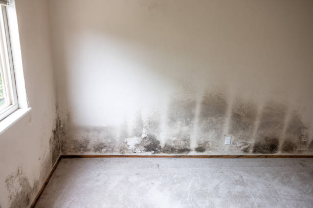 Best Comprehensive Air Testing for Mold Contaminants  in Litchfield, MN